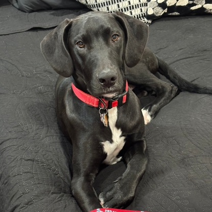 Picket Boone  Wamboldt Photo