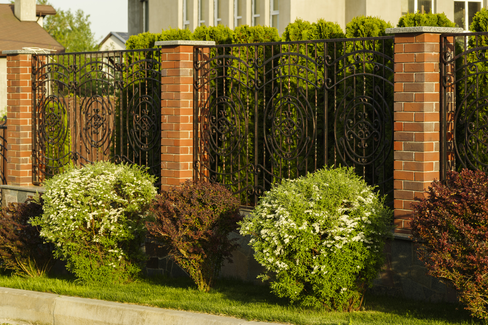 Evergreen bushes adorning a forged privacy fence at home on a sunny day
